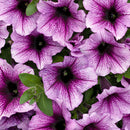 PETUNIA SUPERTUNIA - BORDEAUX