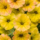 PETUNIA SUPERTUNIA - HONEY