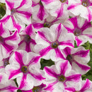 PETUNIA SUPERTUNIA - LOVIE DOVIE