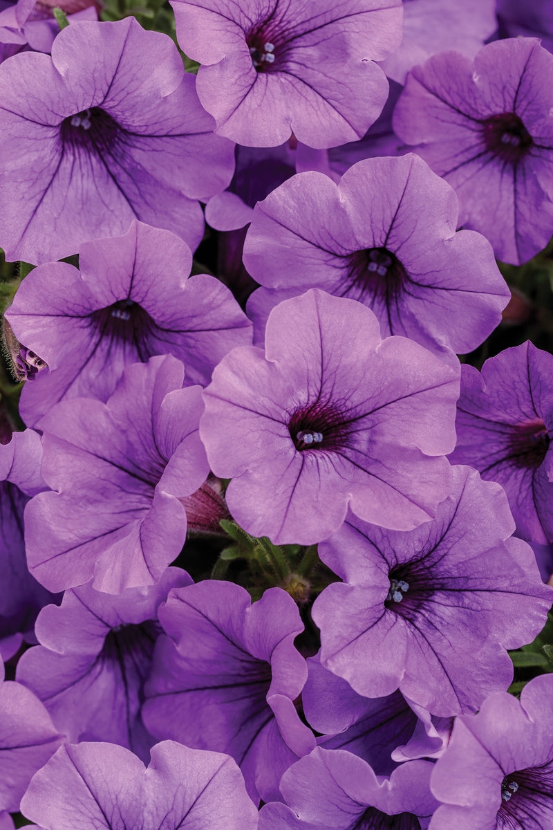 PETUNIA SUPERTUNIA - MINI VISTA INDIGO