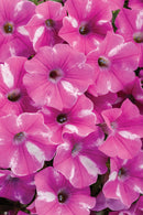 PETUNIA SUPERTUNIA - RASPBERRY BLUSH
