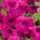 PETUNIA SUPERTUNIA - ROYAL MAGENTA
