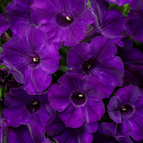 PETUNIA SUPERTUNIA - ROYAL VELVET