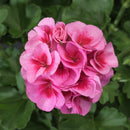3 GALLON GERANIUMS - ROSE MEGA FLASH